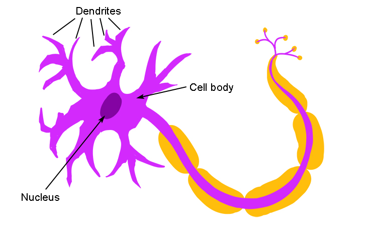 Dendrites are the small fibres that extend out from the cell body